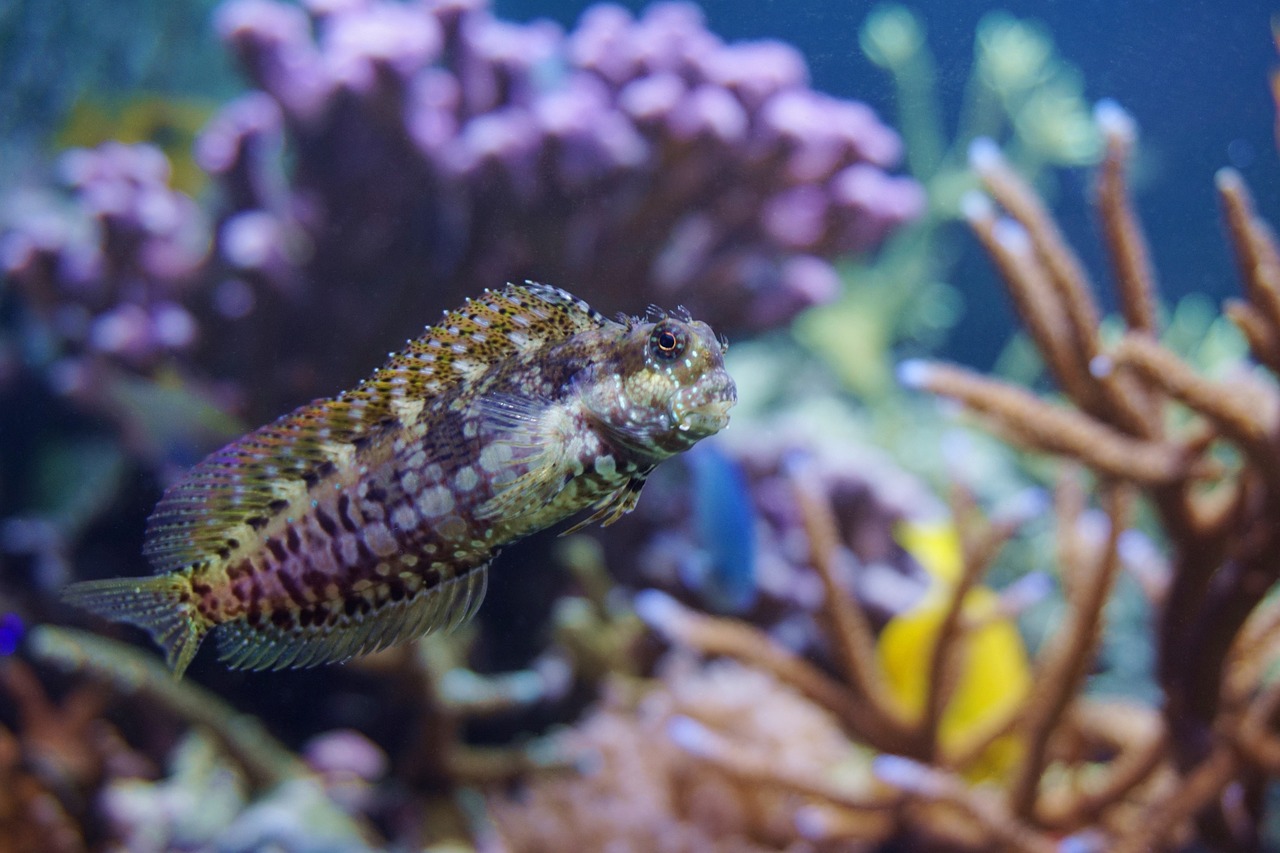 The Untouched Beauty of Australia’s Ningaloo Reef